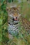 Female Leopard (Panthera pardus)