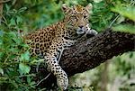 A female Leopard (Panthera pardus) rests in the shade,lying on the branch of a tree