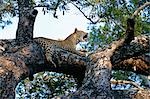 Un femelle léopard (Panthera pardus) repose à l'ombre, située sur la haute branche d'un arbre abri des autres prédateurs