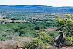 Un guépard donne à travers le Veld du point de vue ombragée au Kwandwe