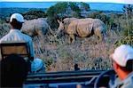 Je regarde le rhinocéros blanc de la sécurité d'un véhicule de safaris sur un safari à Kwandwe private game reserve.