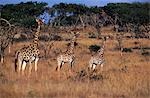 Afrique du Sud, KwaZulu Natal, Spioenkop Game Reserve. Femmes girafe (Giraffa camelopardalis) & ses petits.