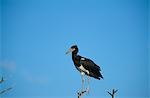 Abdim's stork perched on a tree