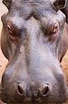 A hippo (Hippopotamus amphibius) in Milwane Game Reserve,Swaziland.