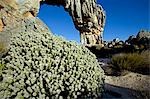 Afrique du Sud, Western Cape, Cederberg Conservancy. Wolfberg Arch, une arche de roche naturelle qui constitue des points saillants sur les sentiers de randonnée que criss traversent la région.