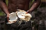 Sao Tomé et Principé. Un jeune Sao Tomense maintient ouvert un cassée de noix de coco. Ils disent que plus de personnes meurent à Sao Tomé de noix de coco tombant sur la tête que de la faim. Sao Tomé et Principé est le deuxième plus petit pays d'Afrique de 193 000 habitants. Il se compose de deux îles montagneuses dans le golfe de Nouvelle-Guinée, cheval sur l'Équateur, à l'ouest du Gabon.