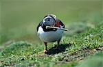 Puffin collecting nesting material