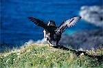 Puffin (Fratercula arctica) in summer colours