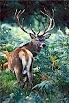 Red deer stag