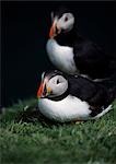 Pair of Puffins (Fratercula artica) on the cliffs.