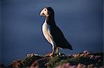 Puffin (Fratercula artica) on sea cliffs.