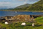 Black faced sheep roam free along the shore of Loch na Keal