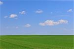 Mais-Feld im Frühjahr, Halbturn, Burgenland