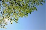 Beech tree in Spring, Mostviertel, Lower Austria, Austria