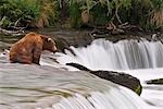 A large brown bear patiently sits at Brooks Falls for a salmon to jump over the falls, Katmai National Park, Southwest Alaska, Summer.