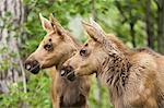 Two newborn moose calves keep watchful eyes on an intruder moose in a residential backyard, Eagle River in Southcentral Alaska, Summer