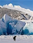 Howling on a winter afternoon a black wolf calls pack at the face of Mendenhall Glacier, Tongass Forest, Alaska.