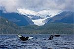 Humpback Whales surface in the Inside Passage at Lynn Canal with Eagle Glacier and the snow covered peaks of Coastal Range in the background, Southeast Alaska
