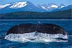 Une baleine à bosse se soulève sa queue juste avant de glisser en arrière sous les eaux du Canal Lynn avec les pics enneigés de la Cordillère de la côte en arrière-plan, COMPOSITE