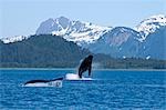 A humpback whale calf breaches as its mother swims at the surface nearby, Dundas Bay, Glacier Bay National Park, Inside Passage, Alaska.