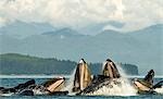 Humpback whales bubble net feeding off Admiralty Island during Summer in Southeast Alaska