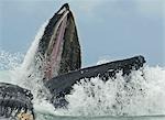 Humpback whale bubble net feeding off Admiralty Island during Summer in Southeast Alaska