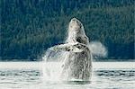 Humpback whale breaches near Glacier Bay National Park, Southeast Alaska