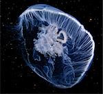 Vue sous l'eau sur une lune méduse, Colombie-Britannique, Canada