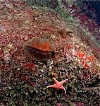 Underwater view of a Gumboot Chiton or Giant Pacific Chiton and a starfish