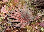 Sous l'eau gros plan d'une étoile de mer tournesol, Colombie-Britannique, Canada