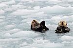 Sea Otters swim in an ice floe at Harvard Glacier in Prince William Sound, Southcentral Alaska, Summer