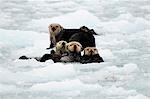 Sea Otters swim in an ice floe at Chenega Glacier in Prince William Sound, Southcentral Alaska, Summer