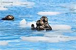 Sea Otters swim in an ice floe at Yale Glacier in Prince William Sound, Southcentral Alaska, Summer