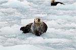 Grand mâle loutre de mer repose sur une banquise au Glacier de Surprise dans le détroit du Prince William, centre-sud de l'Alaska, l'été