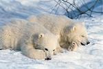 Polar bear cubs on snow Anchorage Zoo Alaska