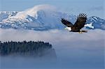Aigle à tête blanche en vol au-dessus de l'Inside Passage avec Tongass National Forest dans le fond, Alaska, COMPOSITE