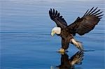 A Bald Eagle, it's talons just breaking the surface, catches fish on a  Spring morning in Southeast Alaska's Inside Passage.