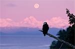 A Bald Eagle perched on a branch with the moon set at sunrise in the background, Tongass Forest, Alaska , COMPOSITE