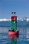 A pair of  Bald Eagles  perched on a bouy in Lynn Canal while sea lions sun on the bottom of the buoy, Inside Passage, Alaska.