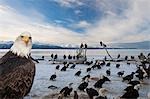 Aigle à tête blanche s'alimentant à l'hiver de Homer Spit, péninsule de Kenai, en Alaska,