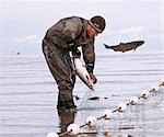 Commercial au filet maillant pêcheur pics saumon rouge d'un filet sur la côte-nord Naknek, baie de Bristol, Alaska/n
