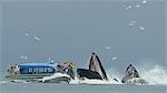 Tour boat visitors watch humpback whales bubble net feed for herring near Juneau during Summer