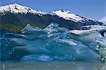 Recently calved from the terminus of Mendenhall Glacier in Mendenhall Lake, an iceberg reveals the blue ice glaciers are so well known for.