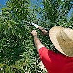Farmer cuts back Olive tree in Murcia