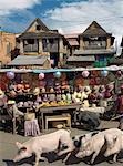 Pigs being driven down the main street of Ambohimahasoa,a typical market town with highland architecture and a stall selling Malagasy hats.