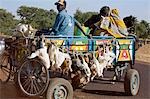 Mali, Djenné. Un agriculteur s'enclenche dans son chariot tiré par des chevaux sur le marché de Djenné à vendre un bélier et quelques poules. Le marché hebdomadaire du lundi est se pressaient des milliers de personnes et est l'un des plus colorés en Afrique de l'Ouest.