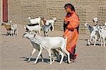 Mali,Timbuktu. A woman drives her family’s goats through the dusty streets in Timbuktu.