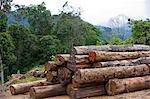 Enregistrement et deforistation de forêt tropicale primaire dans la gamme de Crocker, Sabah, Borneo