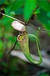 Fleischfressende Pflanze im Crocker Range Regenwald in Sabah, Borneo