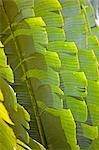 Plantes et végétaux de la forêt tropicale de Crocker Range au Sabah, Borneo